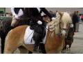 Szczegóły : wałach haflinger 7 lat