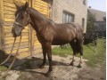 Szczegóły : sprzedam konia