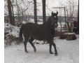Szczegóły : Sprzedam źrebną klacz Aralię rasy SP 4-latkę