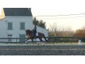 Szczegóły : Dressage gelding M-level!