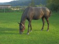 Szczegóły : sprzedam w dobre rece