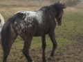 Szczegóły : sprzedam