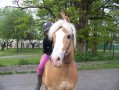 Szczegóły : haflinger13 lat