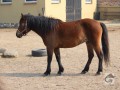 Szczegóły : Sprzedam klacz huculską Niezapominajka
