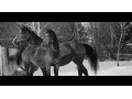 Szczegóły : para koni z bryczką sprzedam