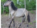 Szczegóły : 2 piękne koniki polskie sprzedam