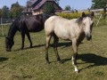Szczegóły : Sprzedam źrebaka klaczkę AQH