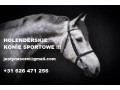 Szczegóły : Holenderskie konie sportowe