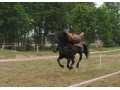 Szczegóły : Sprzedam konia do kaskaderki!!