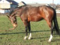 Szczegóły : Cyranka Polski koń szlachetny półkrwi do skoków