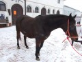 Szczegóły : Afra klacz Rekreacyjna