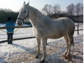 Szczegóły : Sprzedam klacz wielkopolską