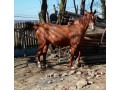 Szczegóły : Sprzedam źrebną klacz Arkadia rasy małopolskiej 