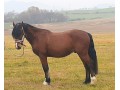 Szczegóły :  Pony 147 3,5 yo