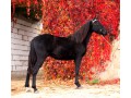 Szczegóły : Tennessee Walking Horse, TWH wałach