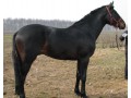 Szczegóły : sprzedam konia