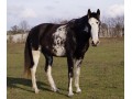 Szczegóły : Klacz Tennessee Walking Horse 