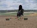 Szczegóły : Piękna klacz huculska Wierchowina sport,rekreacja,hipoterapia