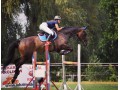 Szczegóły : Klacz do sportu