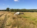 Szczegóły : Sprzedam klacz
