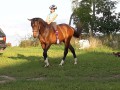 Szczegóły : Ogier trakeński