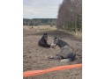Szczegóły : Sprzedam pięknego walacha 