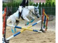 Szczegóły : Koń Klacz SP 8 lat, sport, rekreacja
