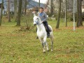 Szczegóły : Spokojny 8 letni wałach małopolski do rekreacji, rajdów...