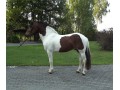 Szczegóły : Doskonała Wałach pony konia na sprzedaż
