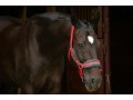 Szczegóły : Wspaniały wałach małopolski Lary