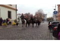 Szczegóły : wałach czystej krwi arabskiej