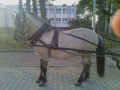 Szczegóły : Sprzedam Konika Polskiego