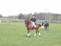 Szczegóły : sprzedam konie 