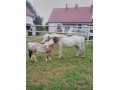 Szczegóły : Kucyk miniaturka 80 cm Klaczka