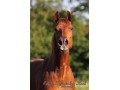 Szczegóły : Klacz American Quarter Horse Docs Poco Rewa