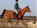 Szczegóły : Wałach Arabski, Arab, Kasztan , możliwe raty! Możliwość pensjonatu 