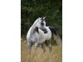 Szczegóły : Mare/Klacz Arabian/Czystej Krwi Arabskiej - For Sale/Sprzedam