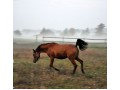 Szczegóły : Cavelia Arabians - likwiadacja stada! Klacz hodowlana.
