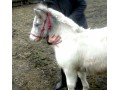Szczegóły : ZAMIENIE lub sprzedam 
