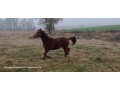 Szczegóły : Pilnie Sprzedam ogiera 