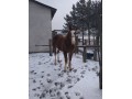 Szczegóły : Klacz kasztanowata