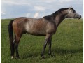 Szczegóły : KADIR - ogier czystej krwi arabskiej