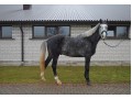 Szczegóły : Horse for sale