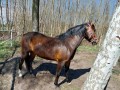 Szczegóły : Sprzedam 