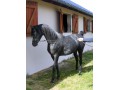 Szczegóły : ogier czystej krwi arabskiej- Wicher