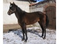 Szczegóły : AURA po ALAMOS /COR DE LA BRYERE