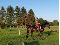 Szczegóły : Klacz Sp na sprzedaż