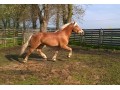 Szczegóły : ogier z lecencją rasa haflinger