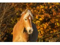 Szczegóły : Klacz Haflinger Baby Boom