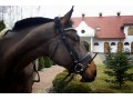 Szczegóły : wałach sportowy SEGAN